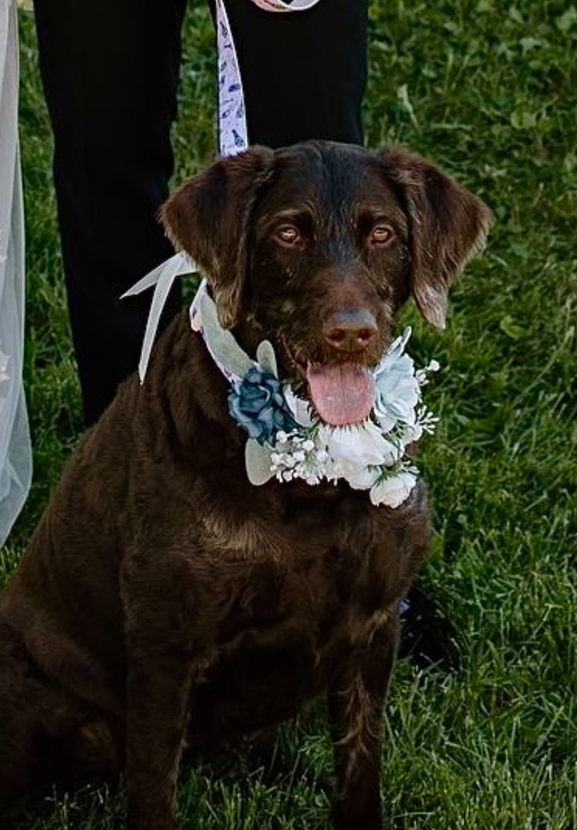 Dog collar corsage