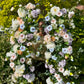 Set of Two arch flowers- Customizable Rental