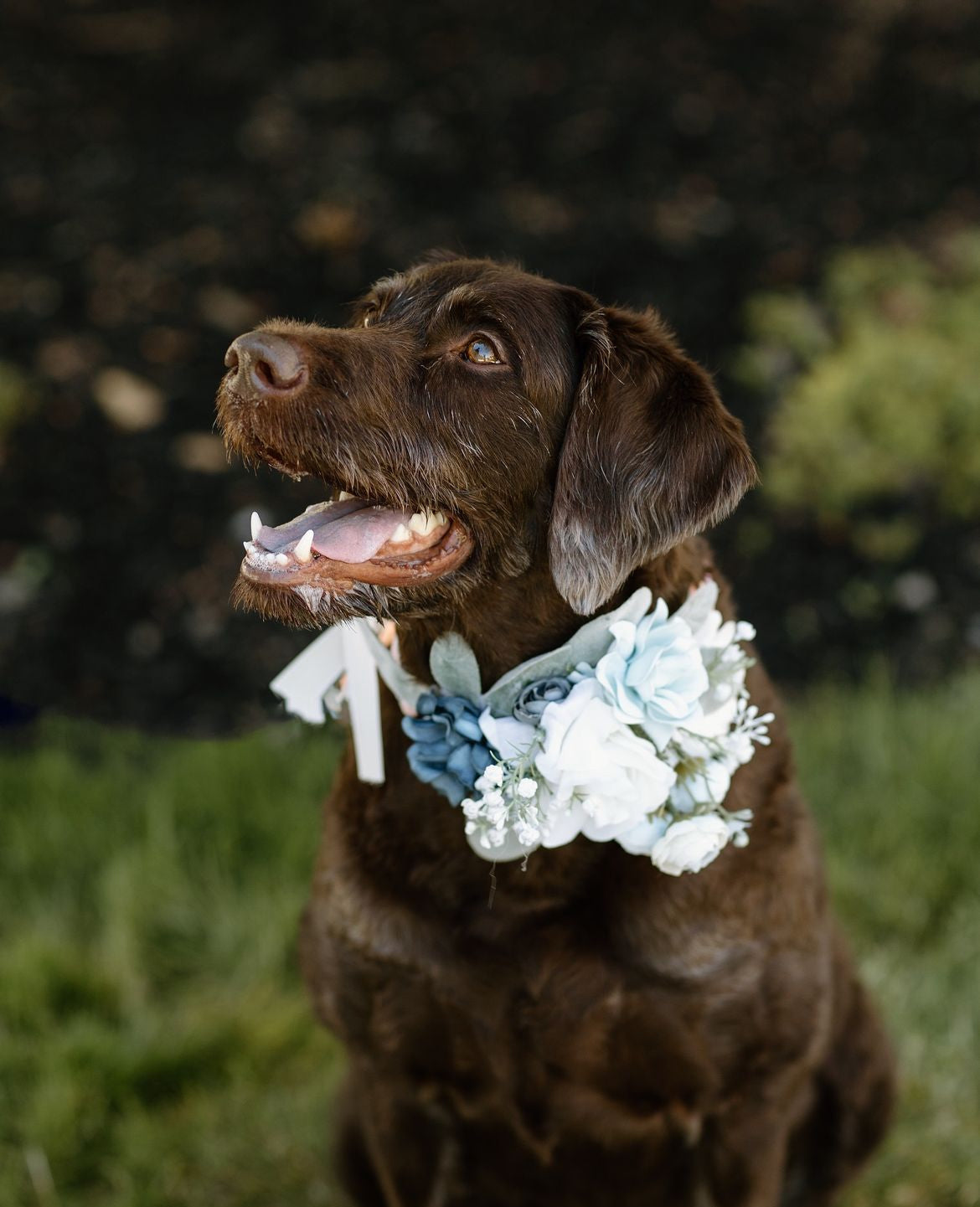 Dog collar corsage